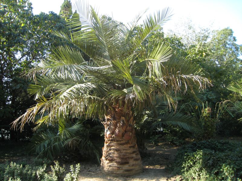 Огромные пальмы