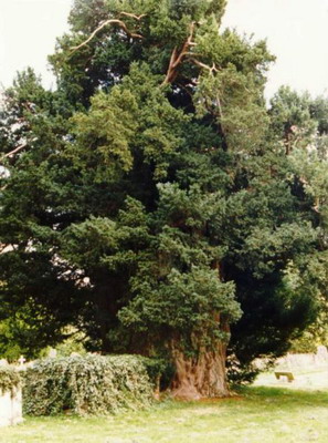 Самое старое дерево тис