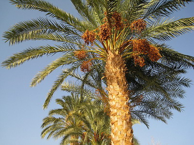 финиковая пальма финиковая пальма