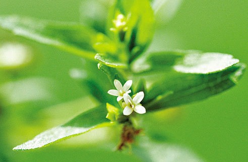 Стевия - медовая трава