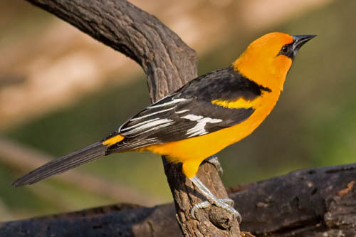 Птица иволга