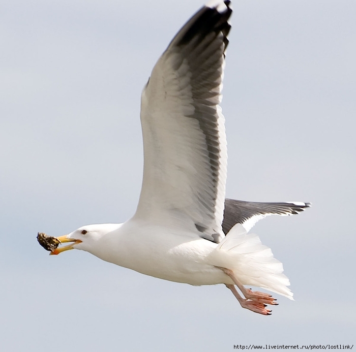 Сколько рыбы съедают морские птицы