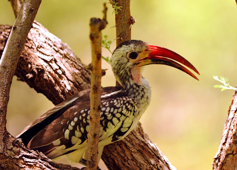 птицы-носороги